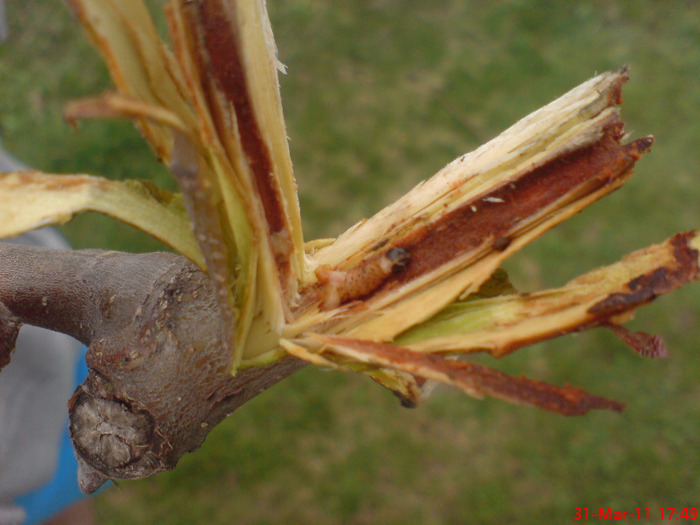 cossus cossus - Daunatori 2011