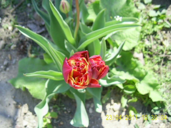 23.04.2011 (12) - lalele