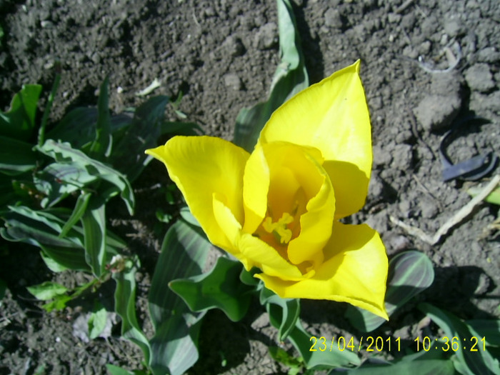 23.04.2011 (13) - lalele