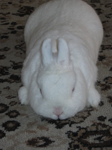 parca era mai bine in austria