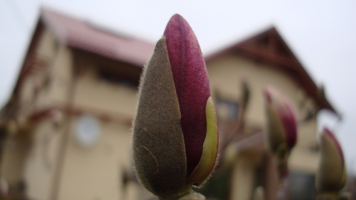 DSC08911; si intre timp infloreste magnolia
