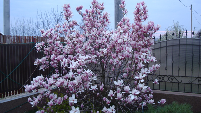 DSC09119 - magnolia mea