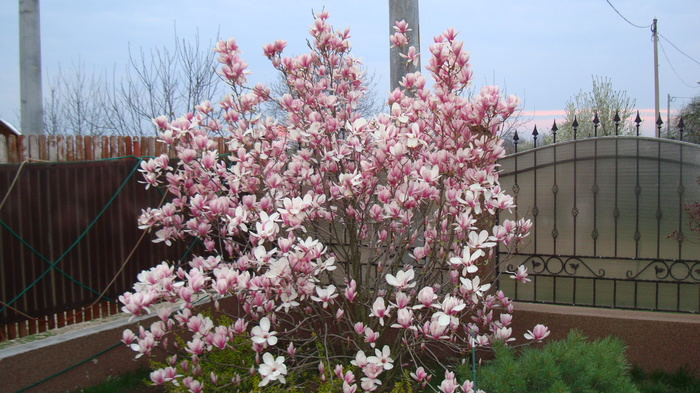 DSC09120 - magnolia mea