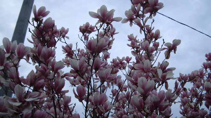 DSC09131 - magnolia mea