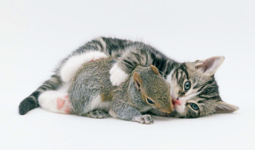 kitten-squirrel2 - Animals