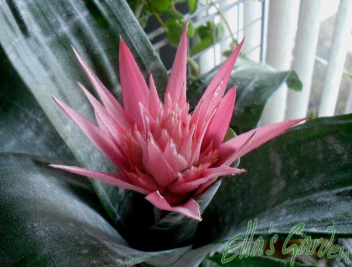  - 2011 Aechmea