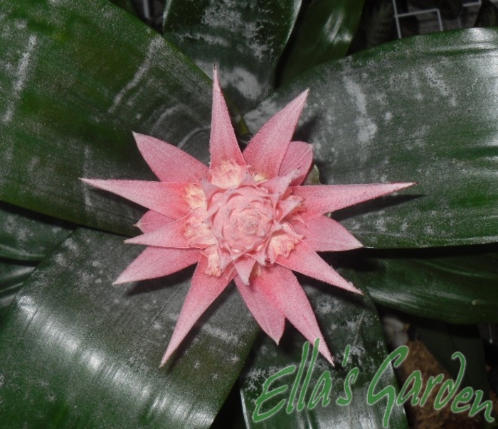  - 2011 Aechmea