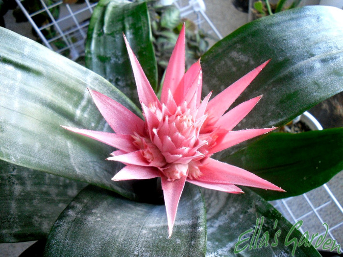  - 2011 Aechmea