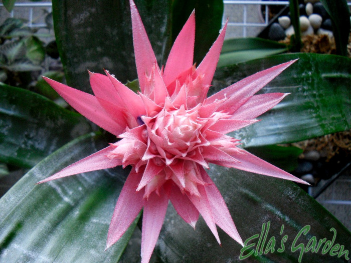  - 2011 Aechmea