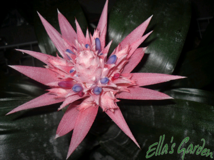  - 2011 Aechmea