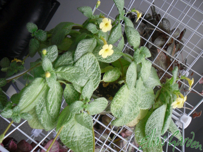 Thad's Yellow Bird - 2011 Episcia