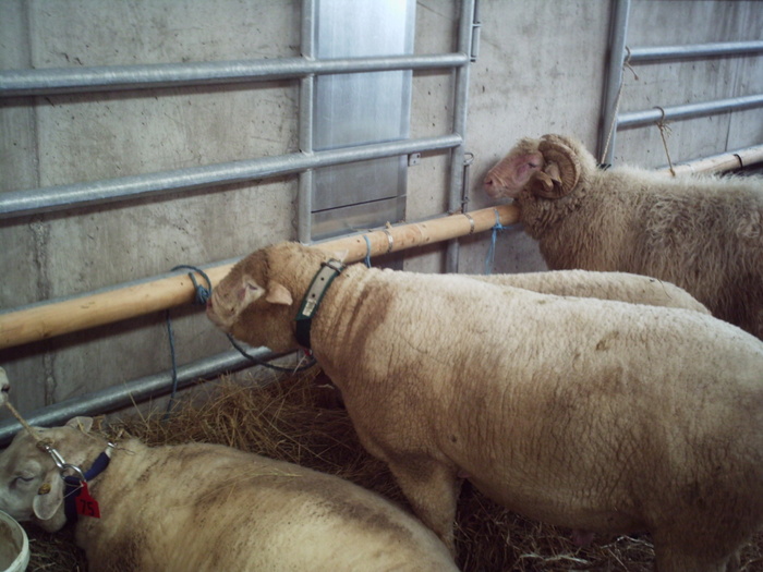 de vanzare Ile de FRence