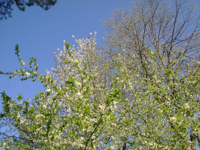 Picture 009