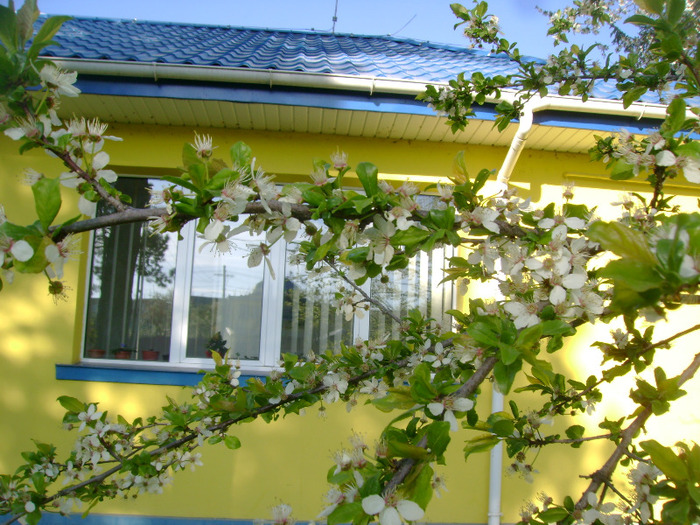 Picture 012