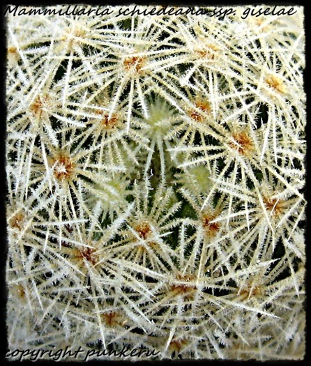 Mammillaria schiedeana ssp. giselae - MACRO CACTI