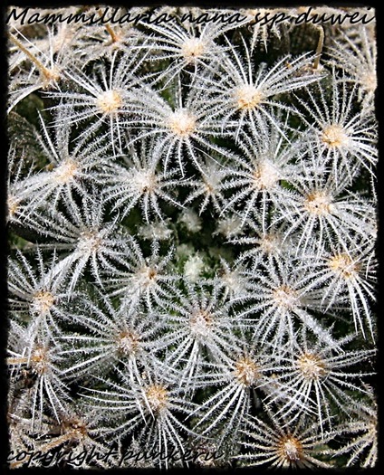 Mammillaria nana ssp duwei - MACRO CACTI