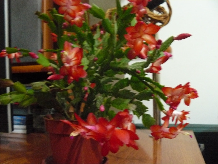 Picture 282 - Craciunite