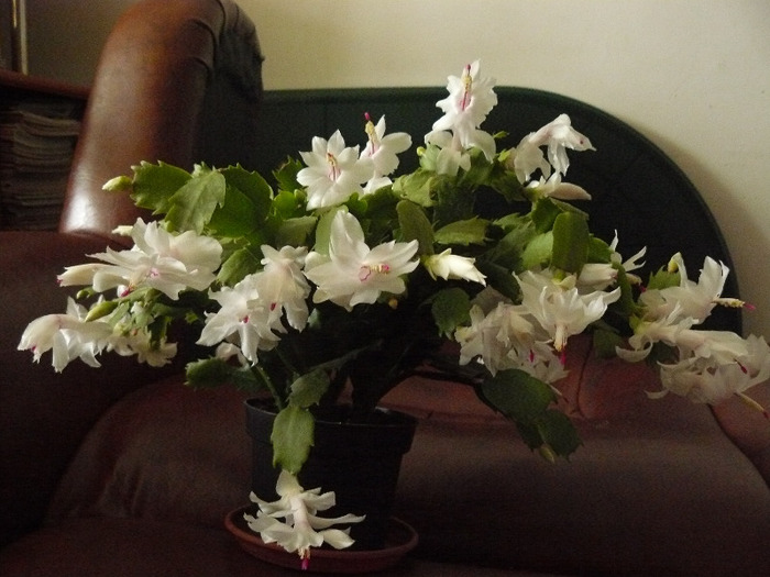 Picture 288 - Craciunite