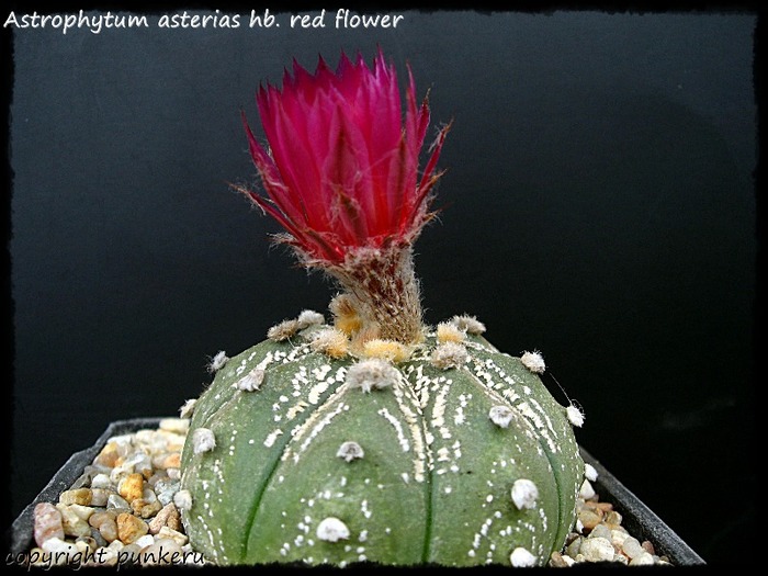  - CACTI IN FLOWER