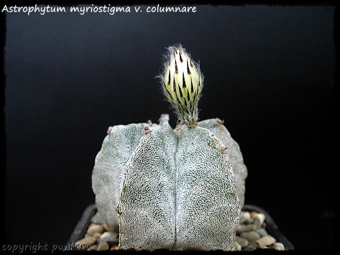  - CACTI IN FLOWER