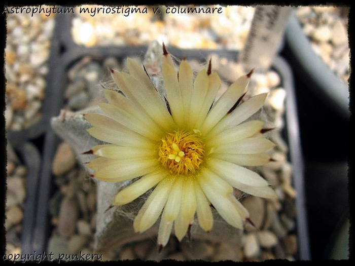  - CACTI IN FLOWER