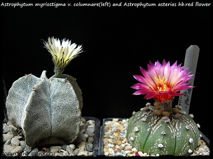  - CACTI IN FLOWER