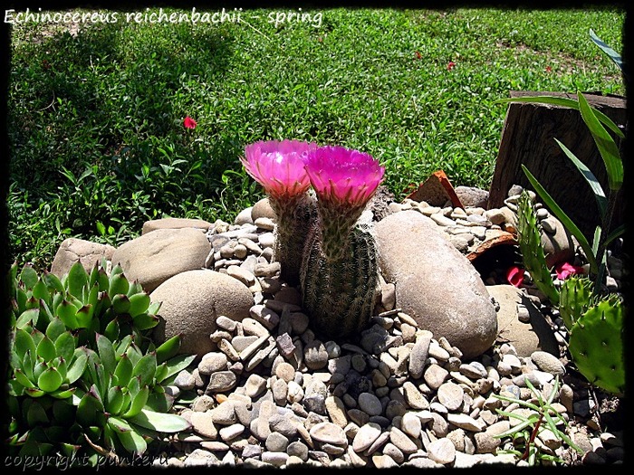  - CACTI IN FLOWER