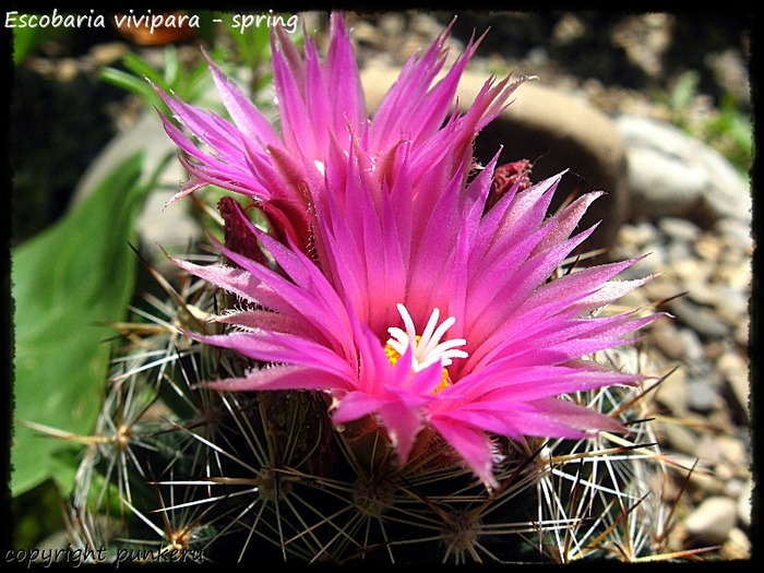  - CACTI IN FLOWER