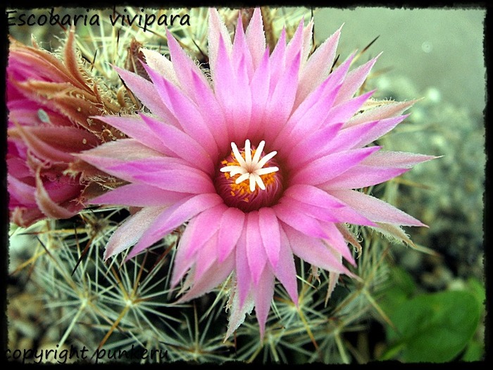  - CACTI IN FLOWER