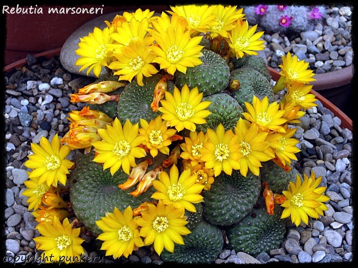  - CACTI IN FLOWER