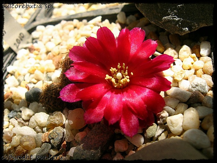  - CACTI IN FLOWER