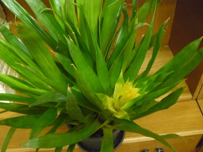 Picture 194 - Guzmania