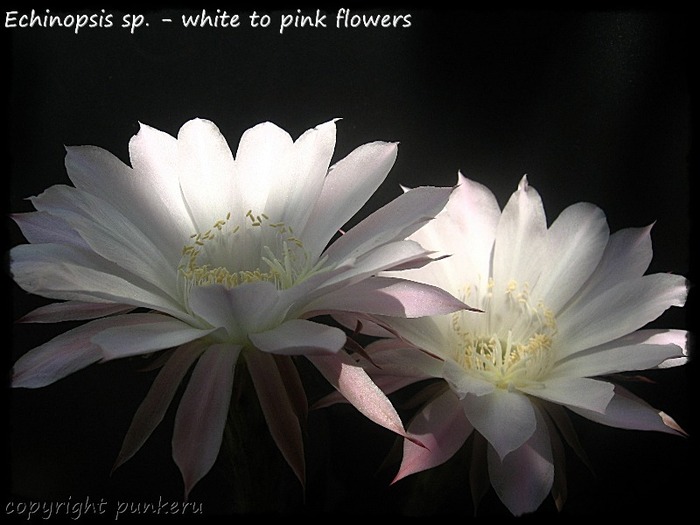  - CACTI IN FLOWER