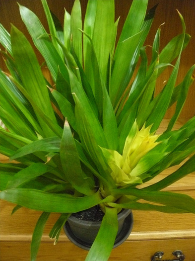 Picture 195 - Guzmania