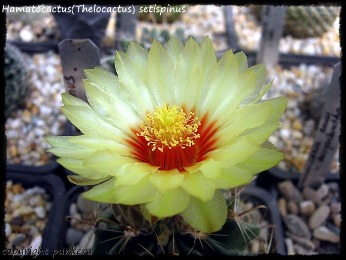  - CACTI IN FLOWER