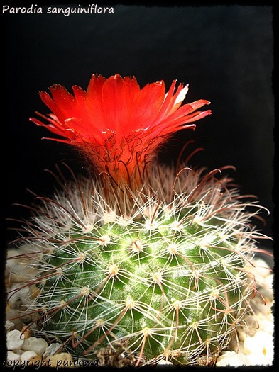  - CACTI IN FLOWER