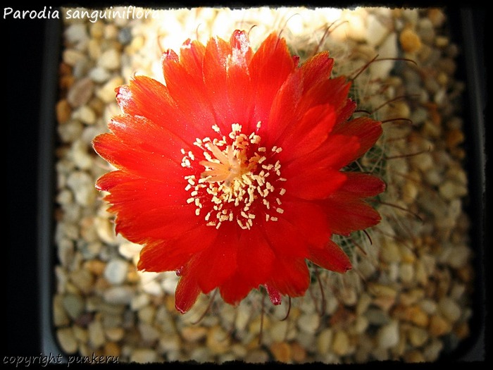  - CACTI IN FLOWER