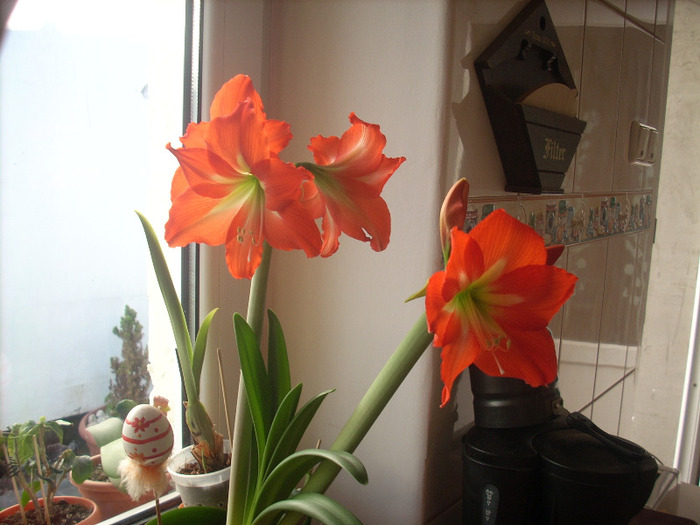 Amaryllis - Amaryllis si crini