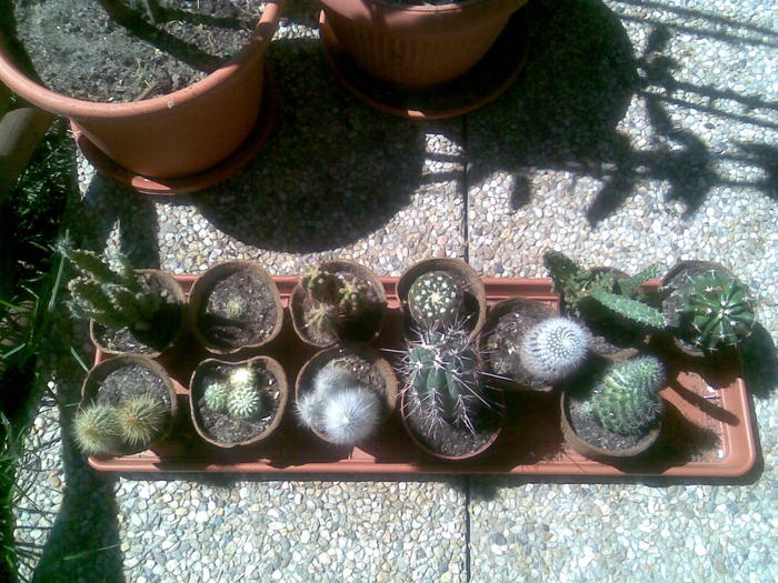 24.04.2011 la tara - 0015 CACTUSI