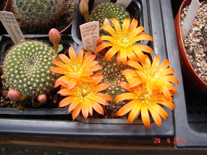 DSC09259