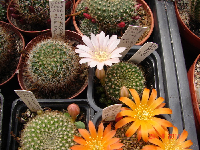 DSC09260