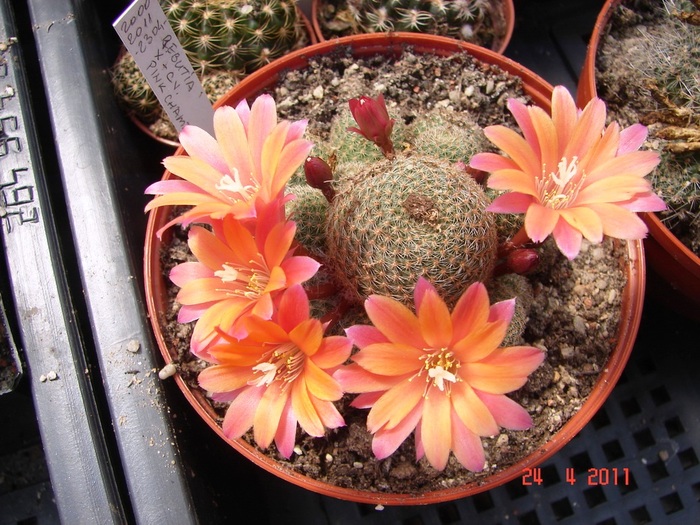 DSC09267