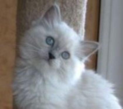 35808792_FSWQIQUKK - Animals