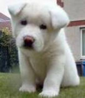 35808802_XYANIDSUZ - Animals