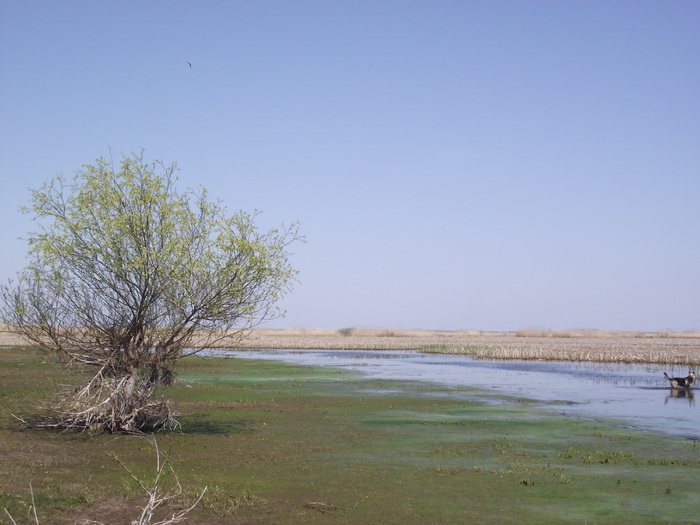 DSCF2880 - somova delta dunarii foto