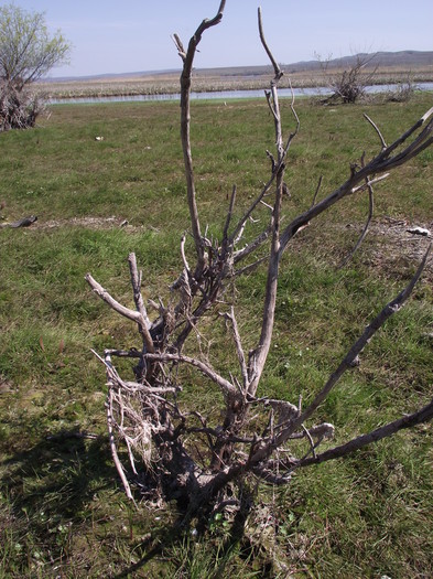 DSCF2882 - somova delta dunarii foto