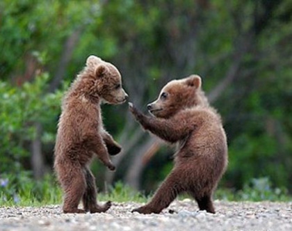 karate - Ursi