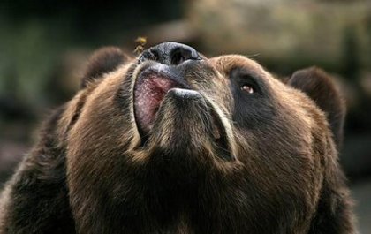 poze-haioase-ursi-bruni-poze-miere-de-albine - Ursi