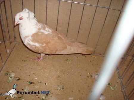 expo-tim17. - Porumbey