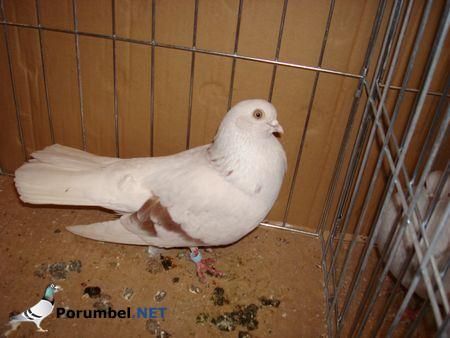 expo-tim18. - Porumbey